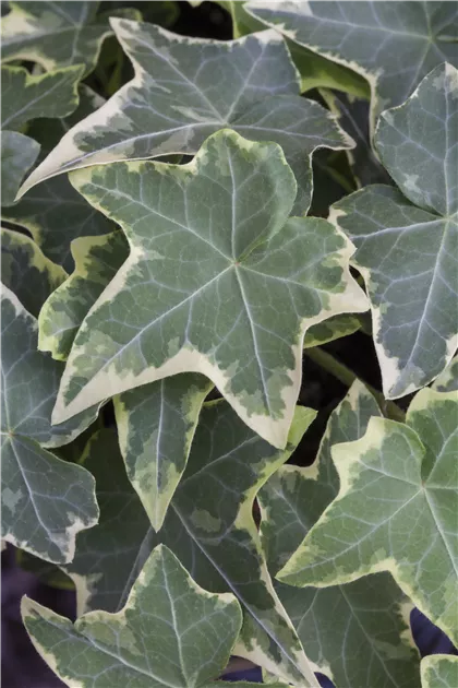 geigenfeige mit topf Geigenfeige (Ficus lyrata) XXL-Größe kaufen