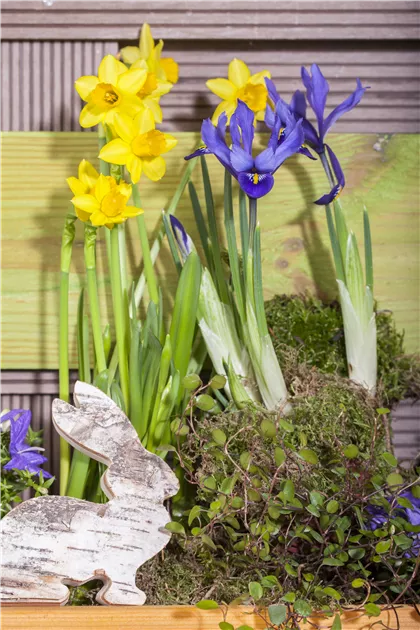 Iris Zwiebeln Winterhart - Bart-Schwertlilien Mehrjährig Für Garten & Beet