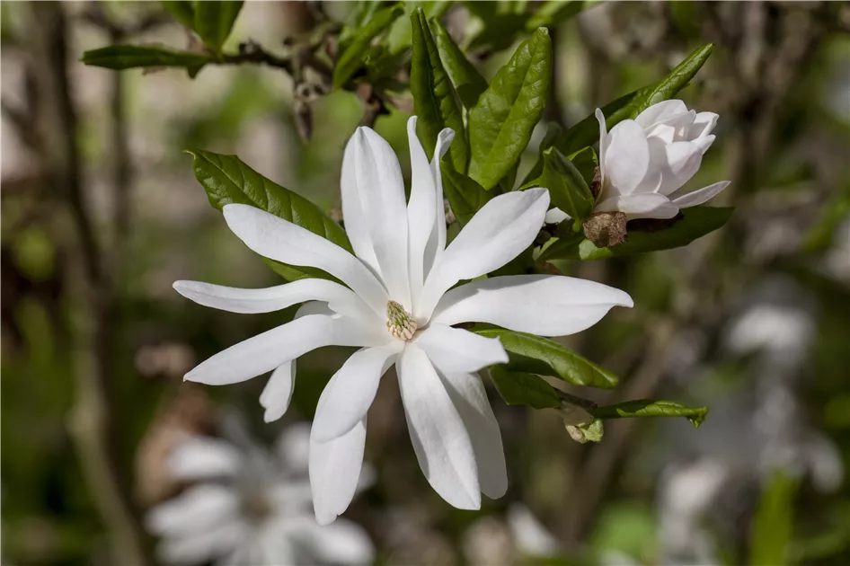 Magnolia stellata, Sternmagnolie - GartenVielfalt