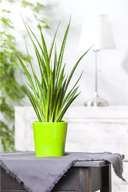 Sansevieria cylindrica, Bogenhanf - GartenVielfalt