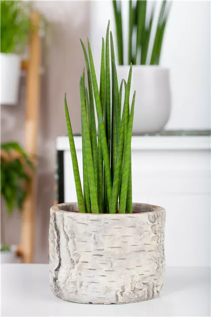 Sansevieria cylindrica, Bogenhanf - GartenVielfalt
