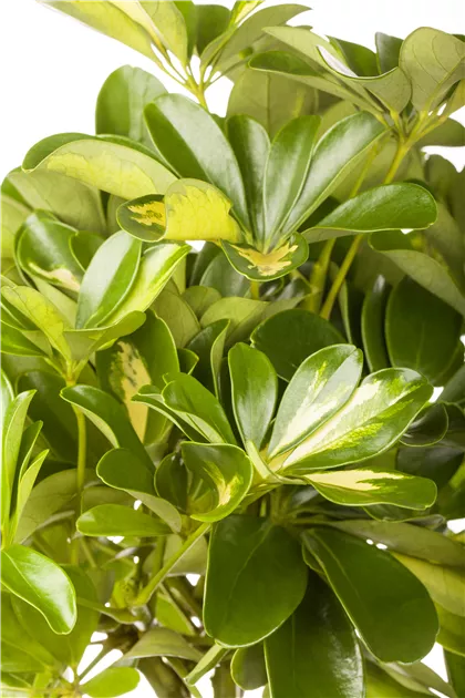 Schefflera arboricola, Strahlenaralie - GartenVielfalt