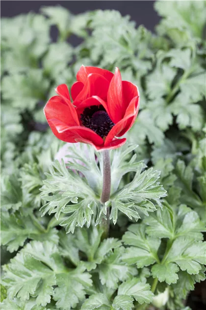 Anemone coronaria, Garten-Anemone - GartenVielfalt