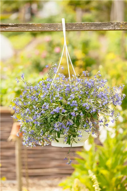 Lobelia erinus, Blaue Lobelie - GartenVielfalt