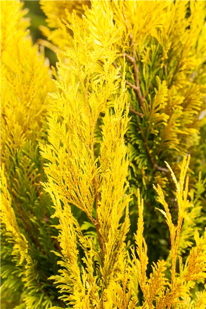 smaragd thuja dnger Lebensbaum Thuja occidentalis Smaragd 80-100 cm Hhe Ballenware