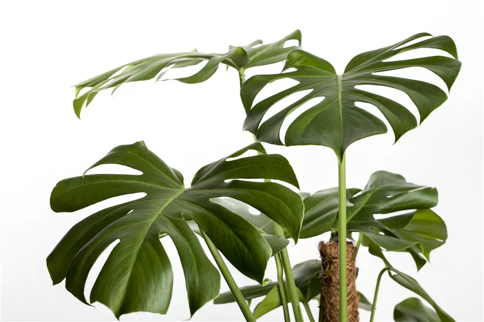 Monstera deliciosa, Fensterblatt - GartenVielfalt