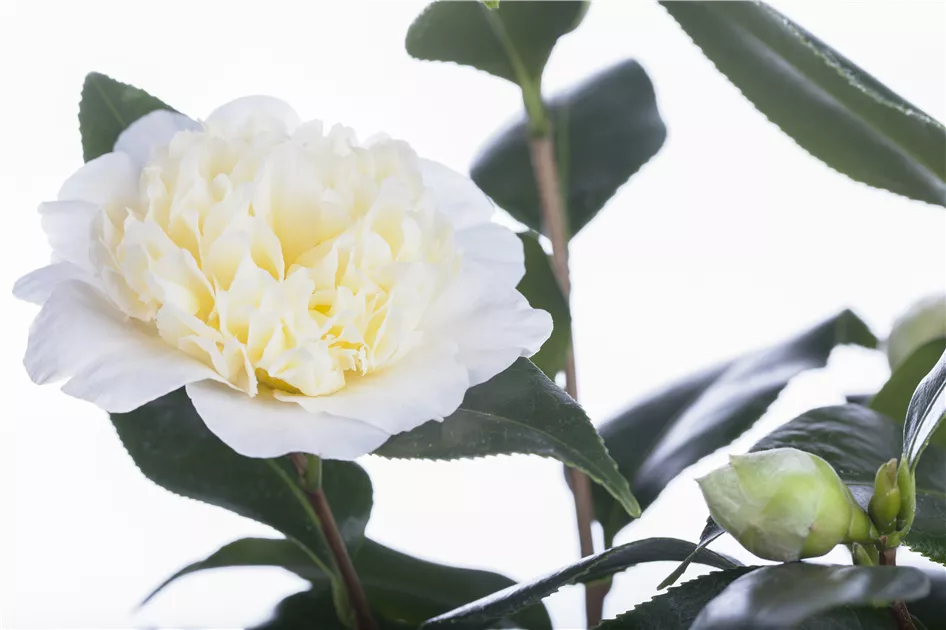 Camellia japonica, Japanische Kamelie - GartenVielfalt