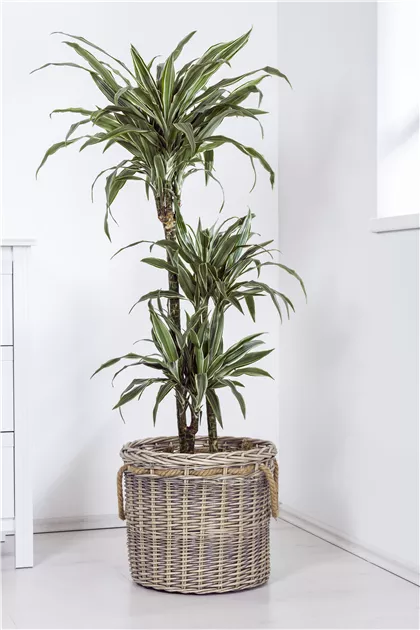 Dracaena fragrans, Drachenbaum - GartenVielfalt