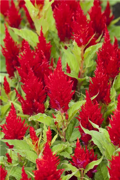 Celosia argentea var. plumosa, Federbusch-Celosie - GartenVielfalt