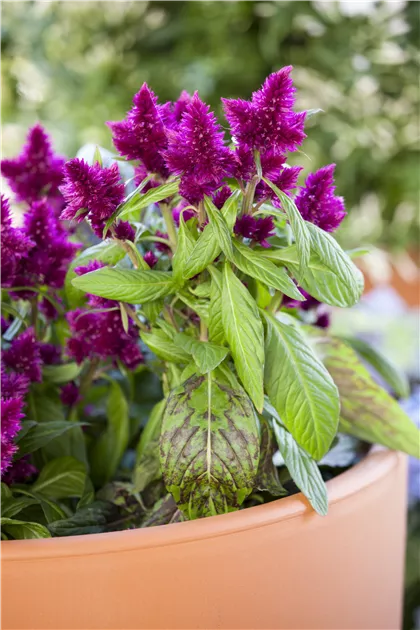 Celosia argentea var. plumosa, Federbusch-Celosie - GartenVielfalt