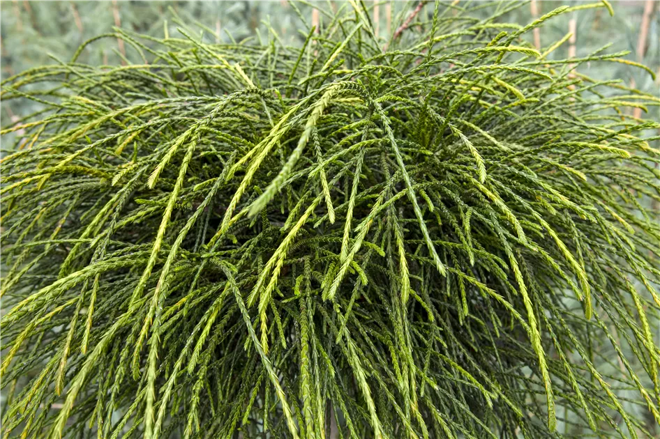 Thuja plicata 'Whipcord', Zwerg-Lebensbaum 'Whipcord' - GartenVielfalt