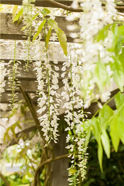 Wisteria sinensis, Chinesischer Blauregen - GartenVielfalt