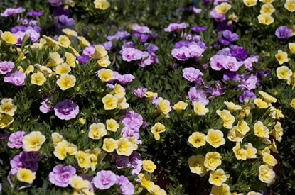 Farbe bekennen macht im Garten richtig Spaß!