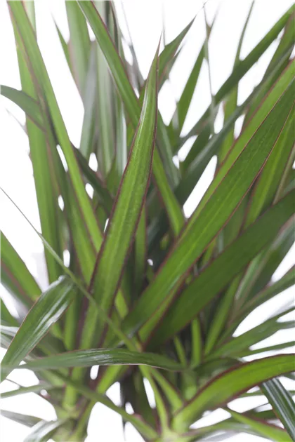 dracena yellow Dracaena White Aspen