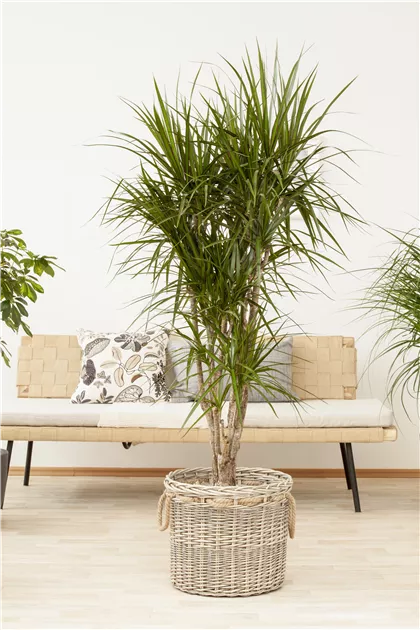 Dracaena marginata, Drachenbaum - GartenVielfalt