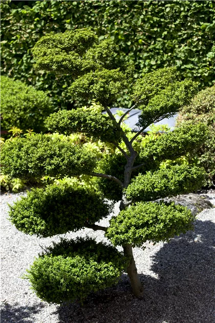 wisteria sinensis black dragon Preorder Wisteria floribunda 'Black Dragon' main image 0