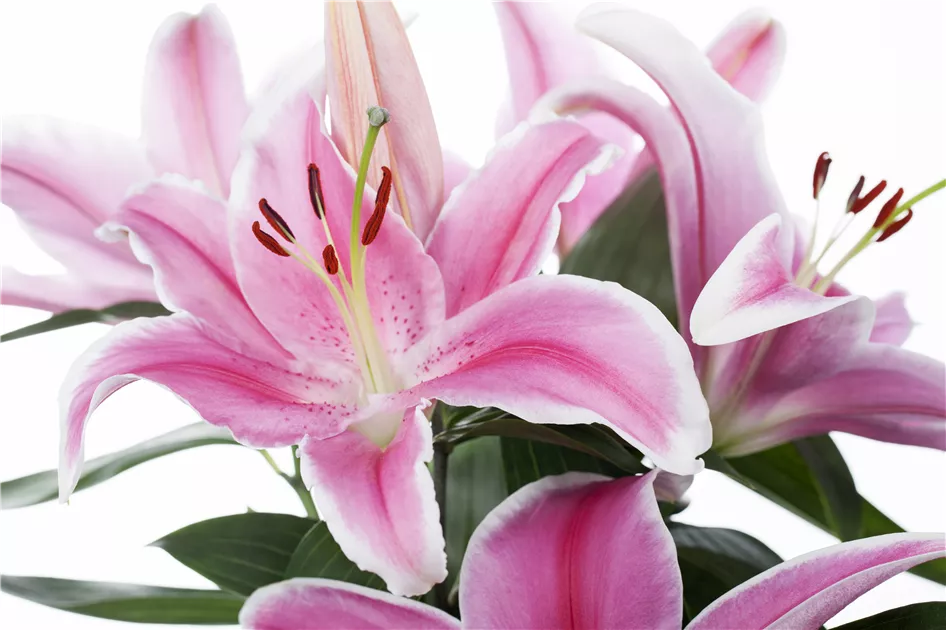 Lilium, Lilie - GartenVielfalt