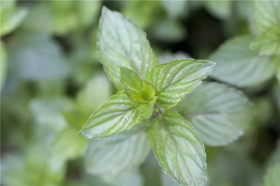 Schokoladenminze♡ Schokoladen Minze Mentha Schoko-Minze Pflanze (Mentha X