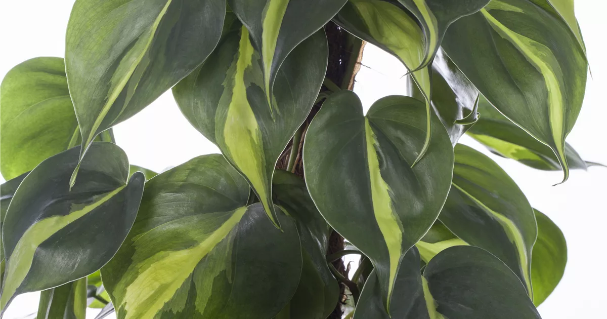 philodendron mcdowell care Philodendron ‘Mcdowell’ main image 0