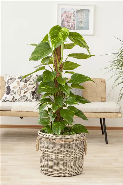 Philodendron scandens, Philodendron - GartenVielfalt