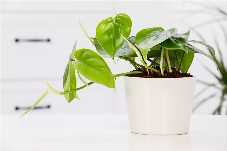 tropica aquarium plants Cryptocoryne Tropica | Fish Tank Plant main image 1