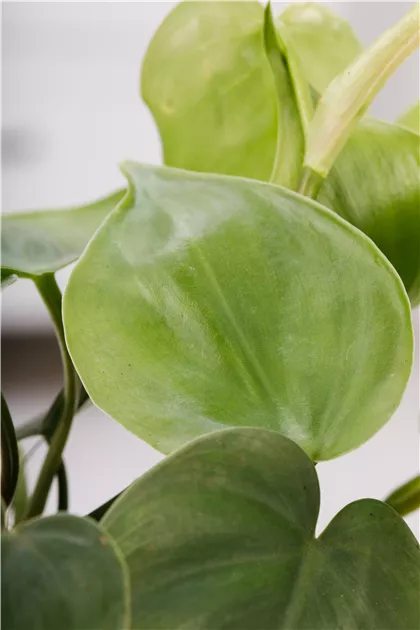 Philodendron scandens, Philodendron - GartenVielfalt