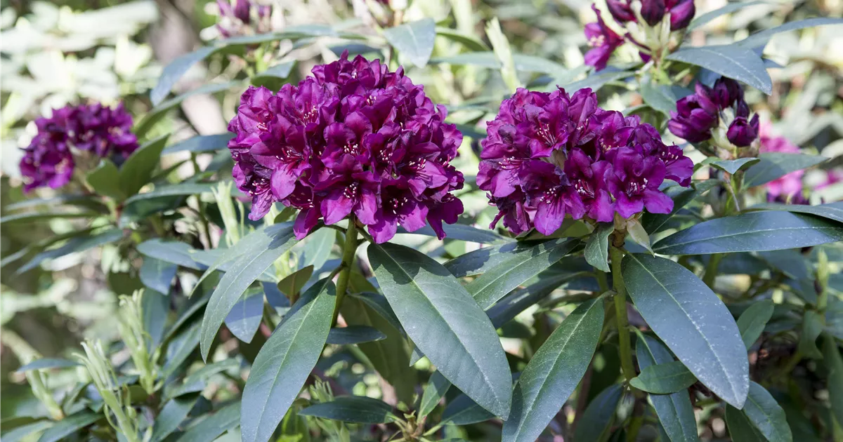 Rhododendron Hybride (groblumig), Groblumige Rhododendron - GartenVielfalt