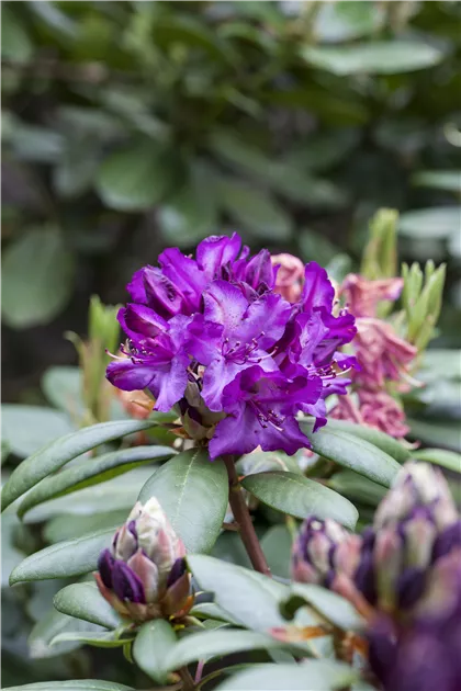 Rhododendron Hybride (groblumig), Groblumige Rhododendron - GartenVielfalt