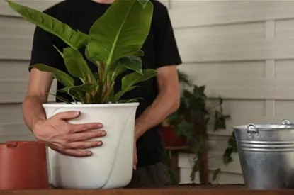 Philodendron - Einpflanzen in ein Gefäß