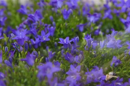 Glockenblume - Einpflanzen in den Garten