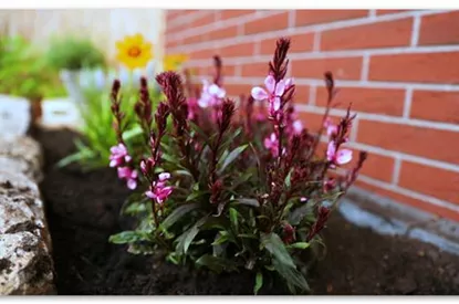 Prachtkerze – Einpflanzen im Garten