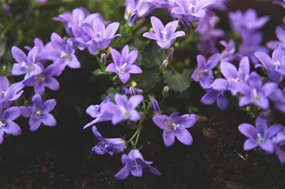 Dalmatiner Polster-Glockenblume - Einpflanzen im Garten
