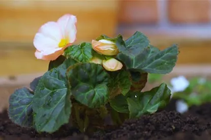 Knollenbegonie - Einpflanzen im Garten
