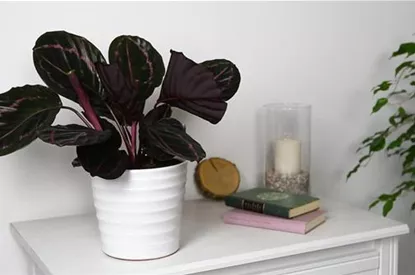 Korbmarante - Einpflanzen in ein Gefäß