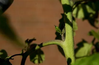 Wie machst du das? - Tomaten ausgeizen