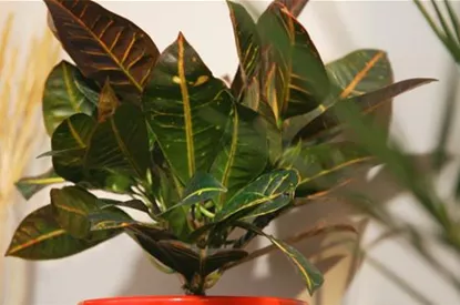 Wunderstrauch - Umtopfen