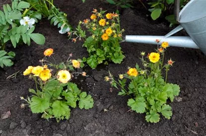 Nelkenwurz - Einpflanzen im Garten