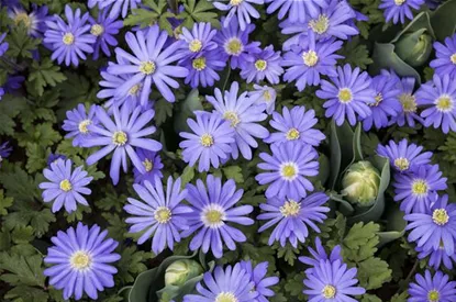 Anemonen – zarte Windröschen im Garten