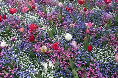 Die Frühblüher – Stars und Sternchen im Frühling