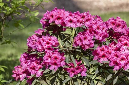 Der Rhododendron – der stilvolle Klassiker