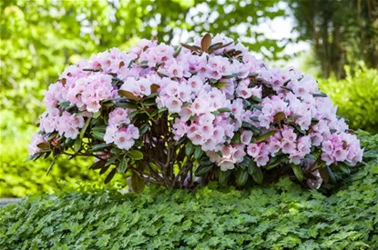 Der Rhododendron – der Strauch mit den prächtigen Blüten