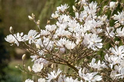 Frühblühende Gehölze – Ziemlich coole Gartenbewohner