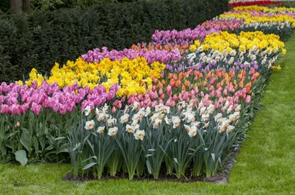 Das Blumenbeet pflegen: Gießen, düngen und schneiden
