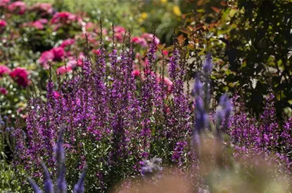 Wellness im eigenen Garten - Oasen schaffen