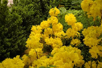 Die Sonne geht auf – Blumenbeet in Gelb und Orange