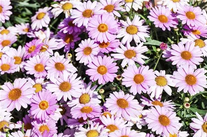 Das richtige Blumenbeet: eine Frage des Geschmacks