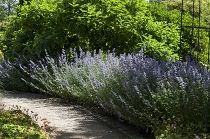 Sie sind bewegend! Wege, die durch den Garten führen.