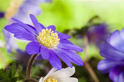 Anemonen im Topf bringen Farbenfreude auf den Balkon