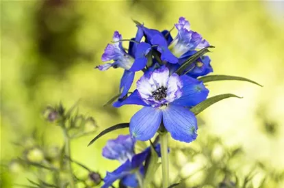 Blumenbeete in Blau und Violett