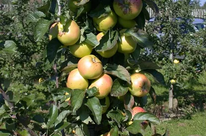 Die Streuobstwiese – Gesundheit zum Selberpflücken
